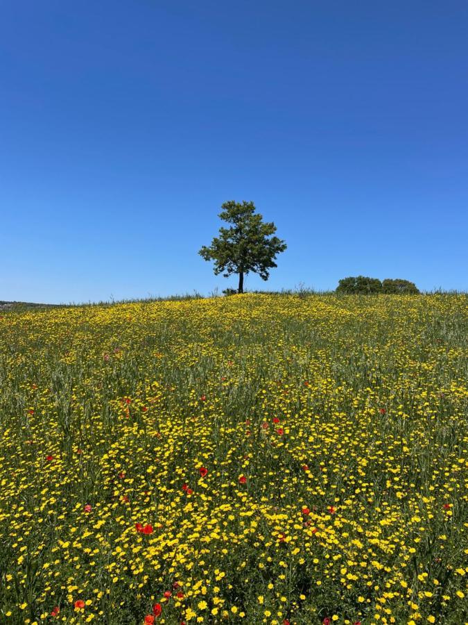 Trullo Trullallero Martina Franca Dış mekan fotoğraf